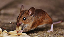 24 Hour & Emergency Exterminators in Leawood, KS